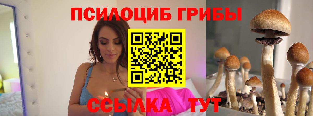 Галлюциногенные грибы Psilocybine cubensis Десногорск